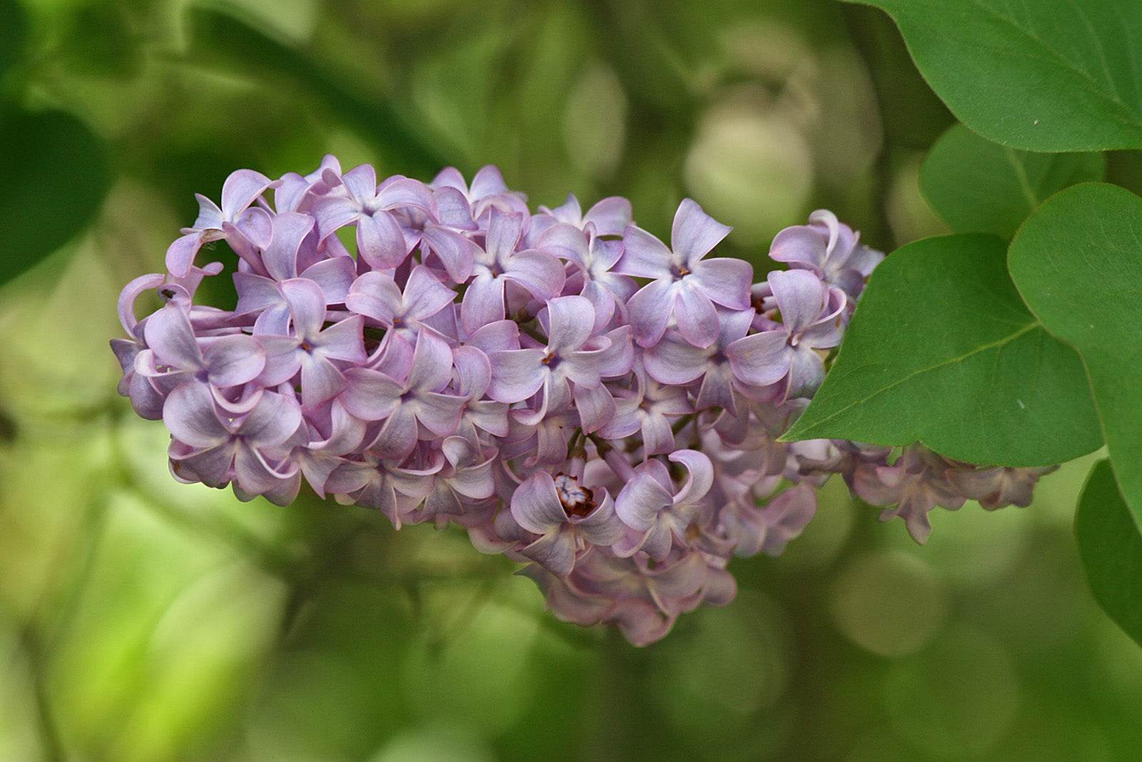 Monograph: Lilac - Triple H Homestead & Triple H Country Store - {{ article.tags }}