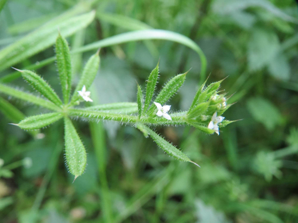 Monograph: Cleavers - Triple H Homestead & Triple H Country Store - {{ article.tags }}