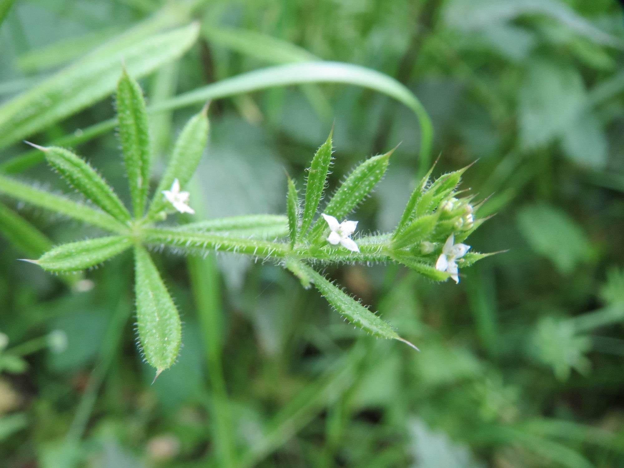 Monograph: Cleavers - Triple H Homestead & Triple H Country Store - {{ article.tags }}