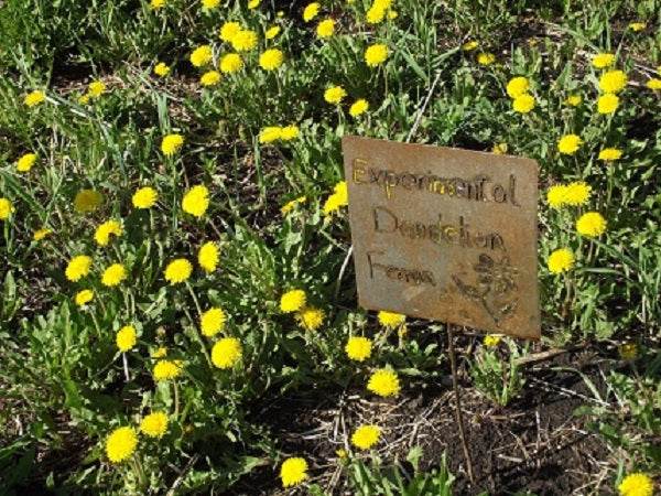The Humble Dandelion: A Springtime Healer in Your Yard - Triple H Homestead & Triple H Country Store - {{ article.tags }}