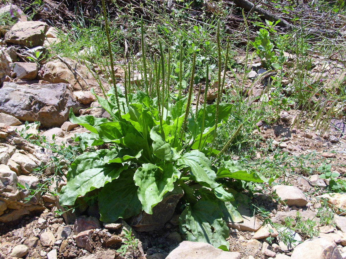 Monograph: Plantain - Triple H Homestead & Triple H Country Store - {{ article.tags }}