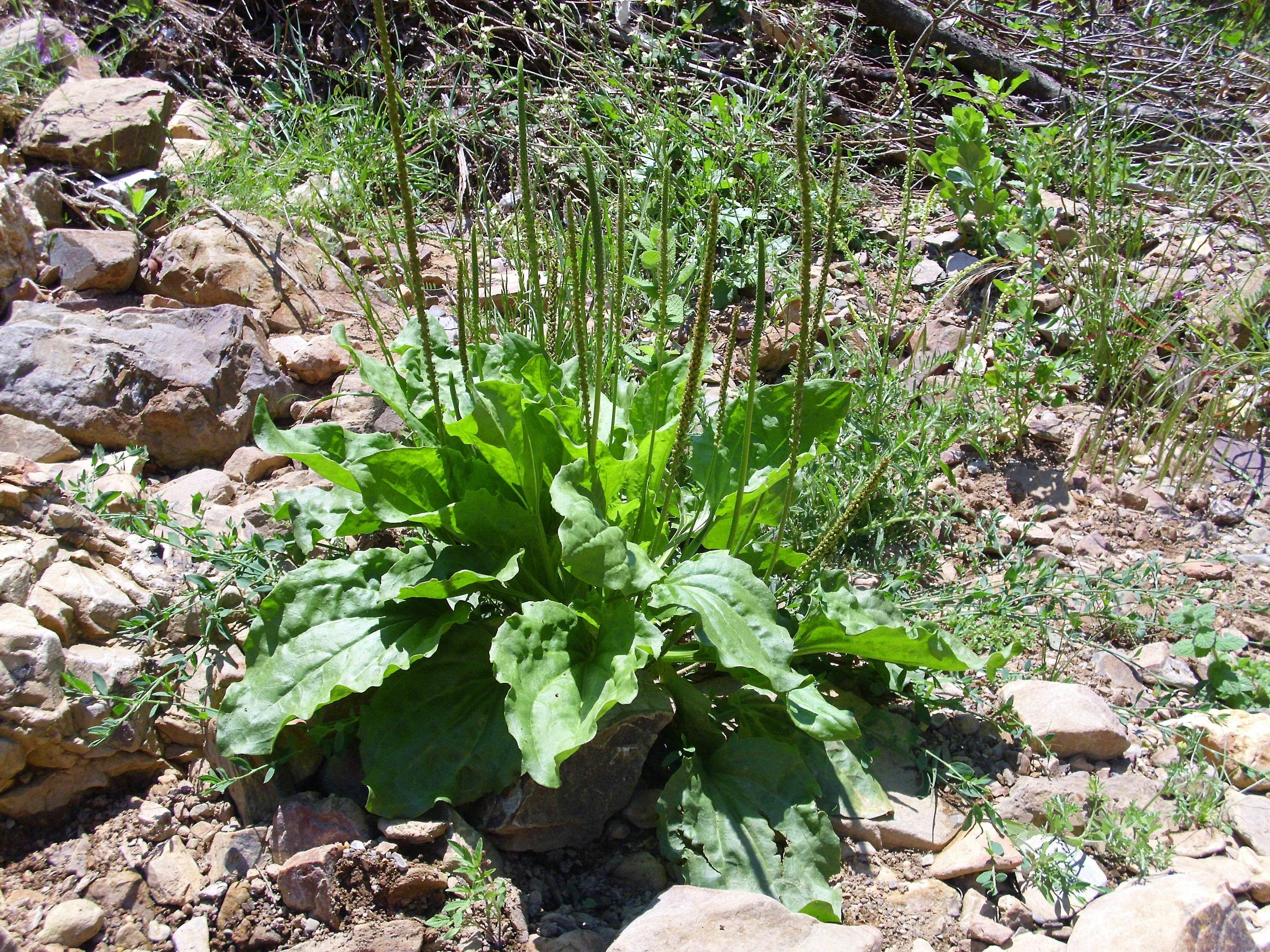 Monograph: Plantain - Triple H Homestead & Triple H Country Store - {{ article.tags }}