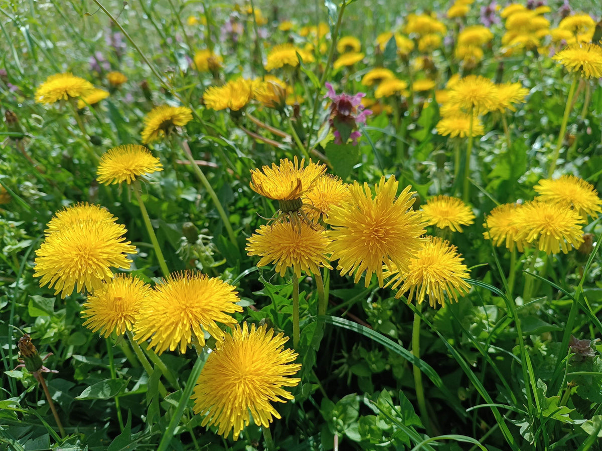 Monograph: Dandelion Health Benefits for Natural Wellness - Triple H Homestead & Triple H Country Store - {{ article.tags }}