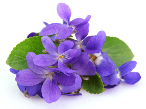 The Humble Violet: A Quiet Healer in Your Yard - Triple H Homestead & Triple H Country Store - {{ article.tags }}