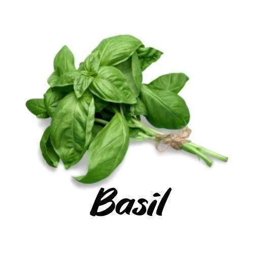Bunch of basil leaves tied with twine on a white background with 'Basil' text.
