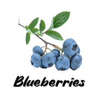 Branch of blueberries with leaves on a white background