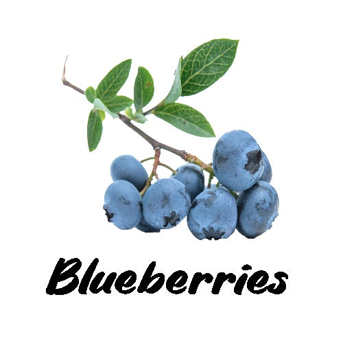 Branch of blueberries with leaves on a white background