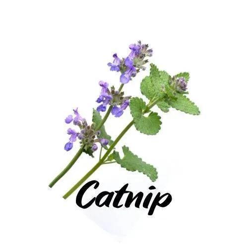 Catnip plant with purple flowers and green leaves on a white background