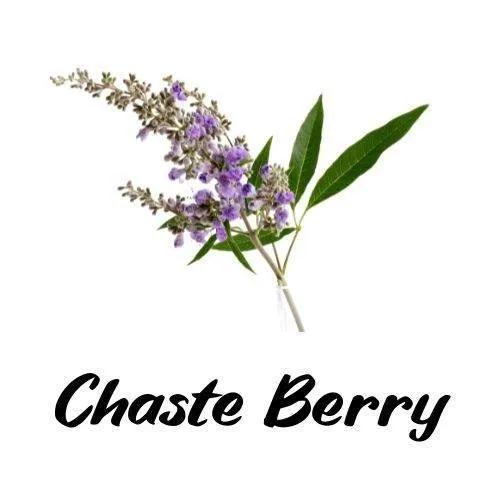 Chaste berry plant with purple flowers and green leaves on a white background, labeled 'Chaste Berry'.