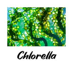 Close-up of green chlorella with the word 'Chlorella' below it on a white background