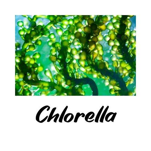 Close-up of green chlorella with the word 'Chlorella' below it on a white background