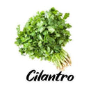 Bunch of cilantro with the word 'Cilantro' written below on a white background