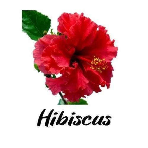 Red hibiscus flower with green leaves on a white background