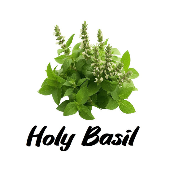 Bouquet of holy basil leaves with the text 'Holy Basil' on a white background