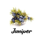 Juniper berries with green leaves on a white background