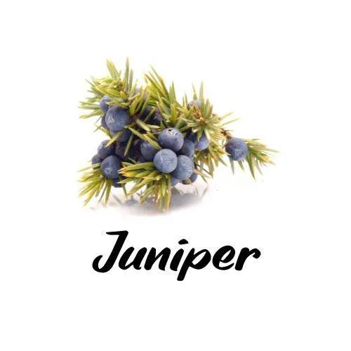Juniper berries with green leaves on a white background