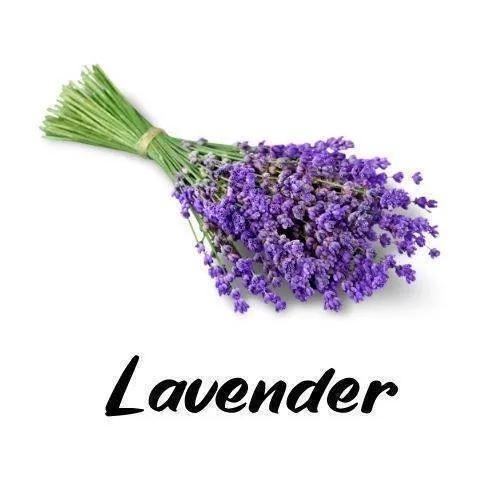 Bouquet of lavender with green stems on a white background, labeled 'Lavender'.