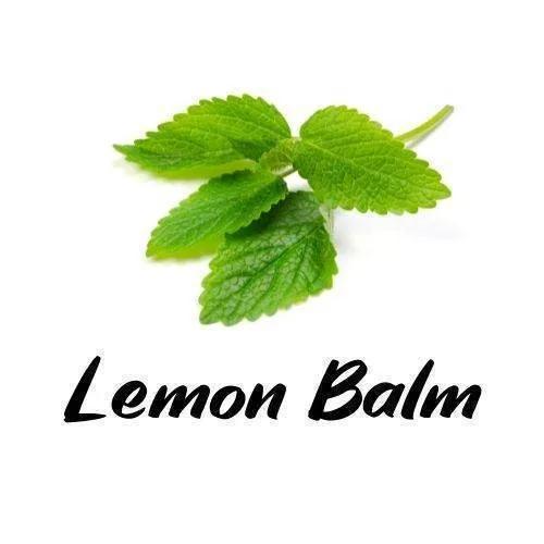 Green lemon balm leaves with the word 'Lemon Balm' text on a white background
