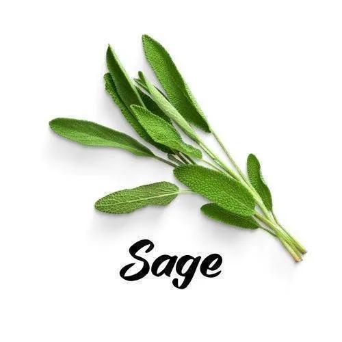 Bunch of sage leaves on a white background with the word 'Sage' below them.