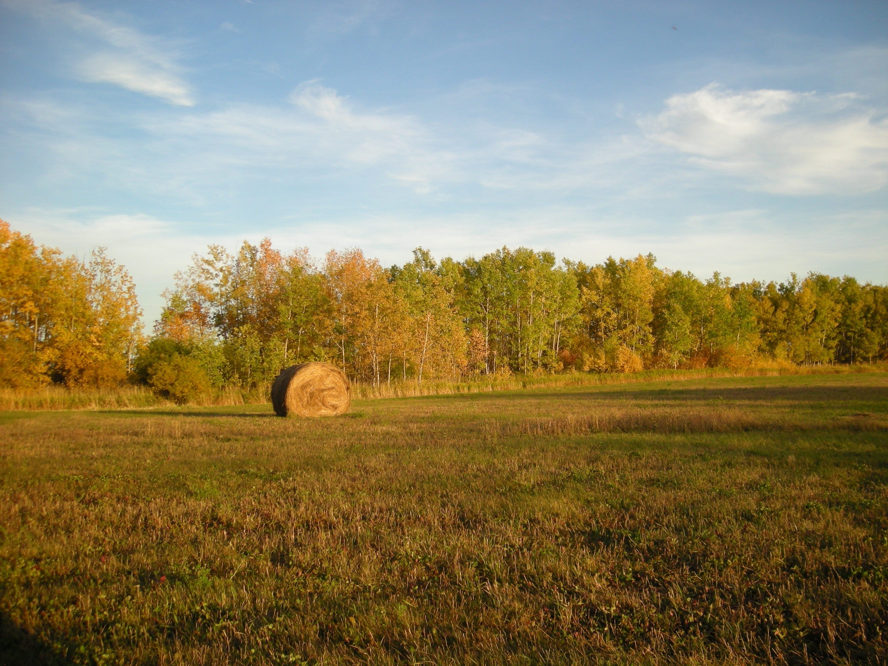 Hay bale in a field with trees and blue sky