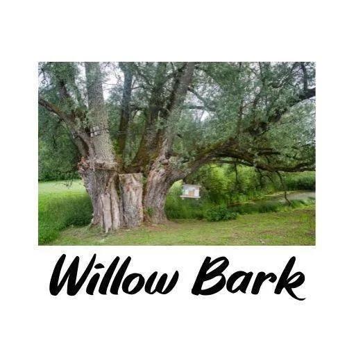 Large Willow tree with willow bark in a natural setting, featuring the text 'Willow Bark'.
